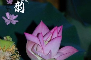 独秀6s手机（一款令人惊艳的旗舰手机）