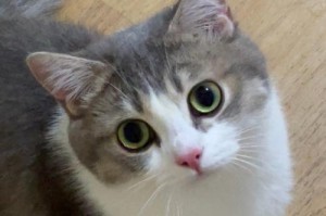 CAT手机的功能与性能评测（以CAT手机怎么样为主题的全面评价）
