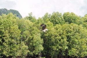 如何拍出惊艳的以飞起照片（掌握关键技巧，轻松捕捉瞬间动感）