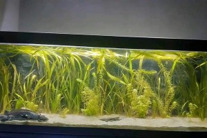 六角恐龙的成年生活（探寻六角恐龙成年后的神秘世界）
