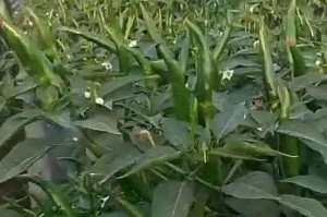 小辣椒手机的性能和用户体验（一部性价比高的实用手机）