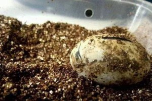 孵化成功的秘诀——打造强大的起步（关键步骤、关键资源、关键要素）
