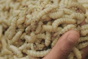 蛆治疗伤口的作用与效果（探索蛆在伤口治疗中的奇妙功效及作用机制）