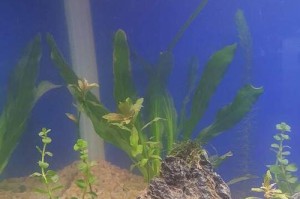 无水之水族箱——一种新颖的观赏方式（水中生物的无限遐想与探索）