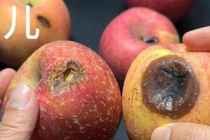 苹果烂了的影响及应对措施（防止苹果腐烂的关键措施及后果分析）
