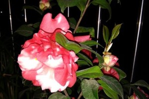 红米3拍照效果如何？（红米3拍照表现细腻生动，颜色还原度高）