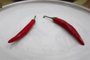 红辣椒金典496（颠覆味蕾的风暴，红辣椒金典496带你品味独一无二的辣椒体验）